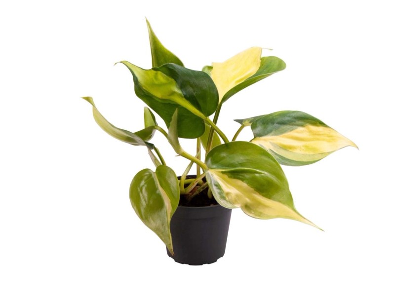 Filodendron Philodendron Scandens Brazil Don 6 Cm Kupuj W OBI