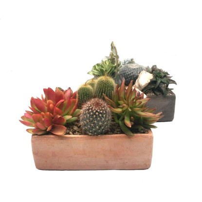 Kompozycja kaktusów i sukulentów Emilia-Romania wys. 18 cm, don. 21,5 cm Kompozycja kaktusów i sukulentów Emilia-Romania wys. 18 cm, don. 21,5 cm