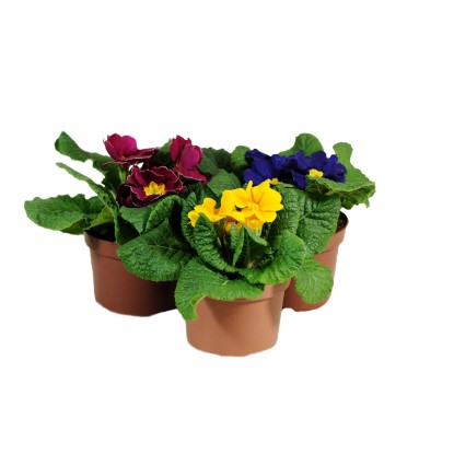 Pierwiosnek (Primula acaulis) - don. 10 cm Pierwiosnek (Primula acaulis) - don. 10 cm