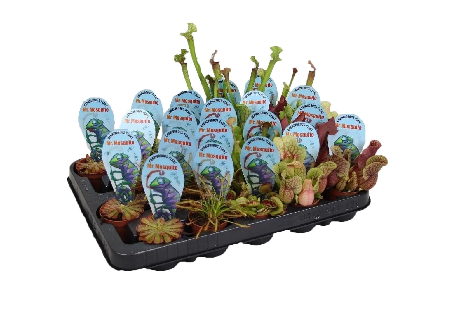 Rośliny owadożerne mini mix - don. 6 cm Rośliny owadożerne mini mix - don. 6 cm