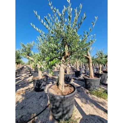 Oliwka Olea Europaea na pniu - wys. około 200 cm, don. 70 l Oliwka Olea Europaea na pniu - wys. około 200 cm, don. 70 l