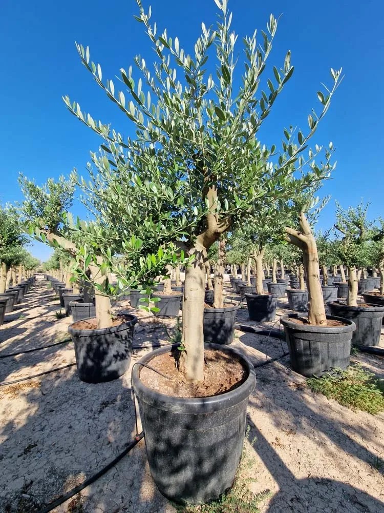 Oliwka Olea Europaea na pniu - wys. około 200 cm, don. 70 l Oliwka Olea Europaea na pniu - wys. około 200 cm, don. 70 l