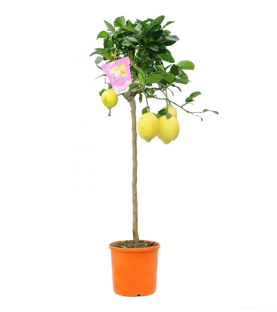 Drzewko cytrusowe (Citrus Limon) wysokoszczepiony- wys. około 140 cm, don. 22 cm Drzewko cytrusowe (Citrus Limon) wysokoszczepiony- wys. około 140 cm, don. 22 cm