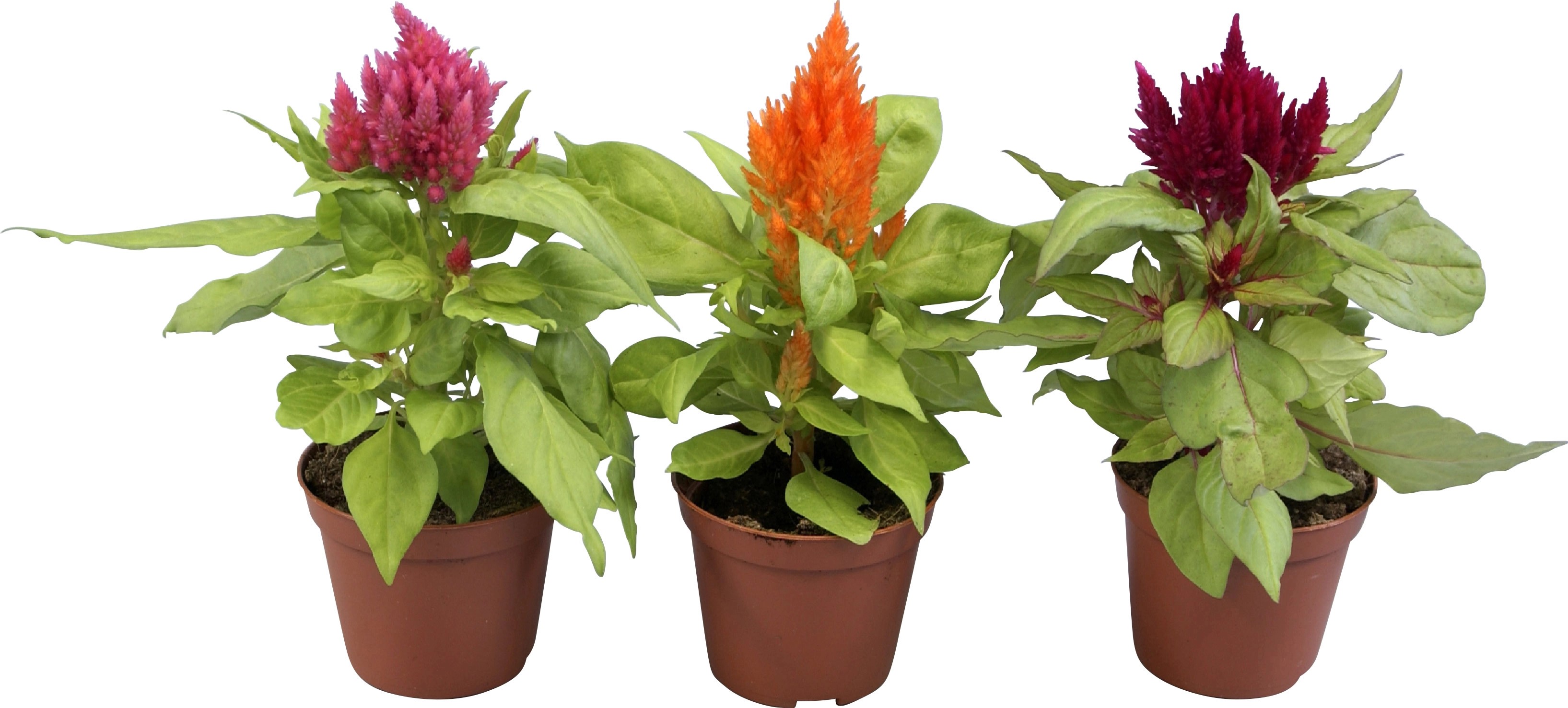 Celosia Plumosa Don Cm Kupuj W Obi