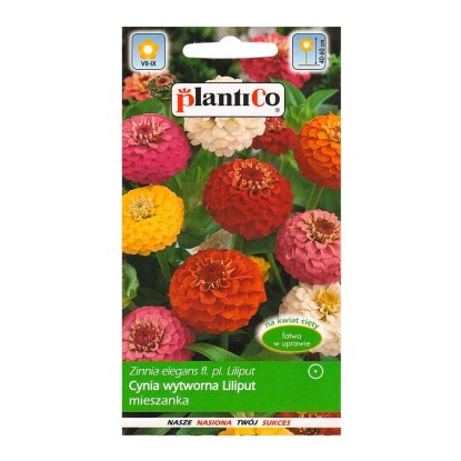 Cynia wytworna Daliowa Liliput Cynia wytworna Daliowa Liliput