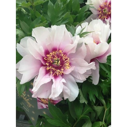 Piwonia drzewiasta (Paeonia suffruticosa) Piwonia drzewiasta (Paeonia suffruticosa)