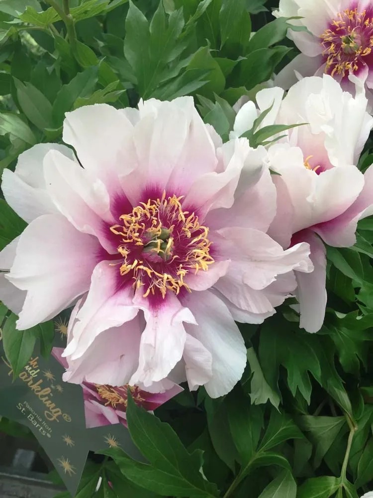 Piwonia drzewiasta (Paeonia suffruticosa) Piwonia drzewiasta (Paeonia suffruticosa)