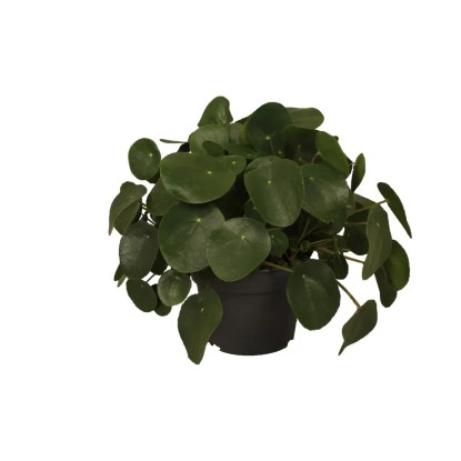 Pilea peperomioides wys. 30-38cm Pilea peperomioides wys. 30-38cm