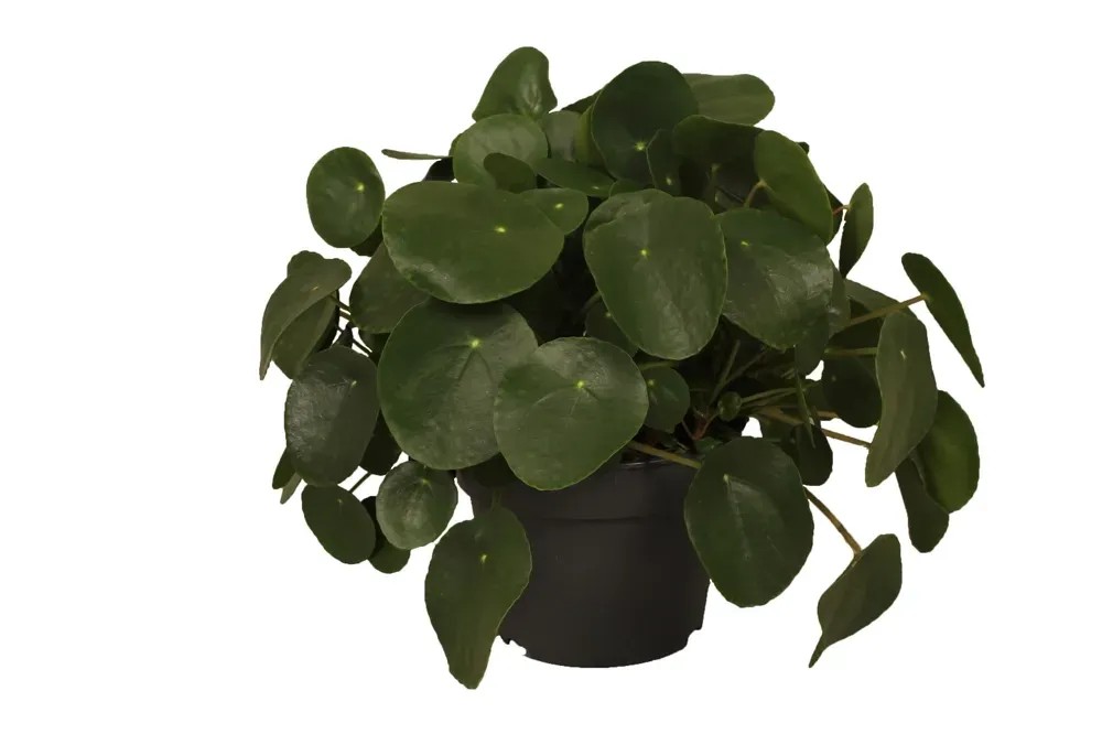 Pilea peperomioides wys. 30-38cm Pilea peperomioides wys. 30-38cm