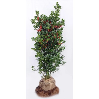 Ostrokrzew (Ilex Heckenpracht) wys. 120-140 cm Ostrokrzew (Ilex Heckenpracht) wys. 120-140 cm