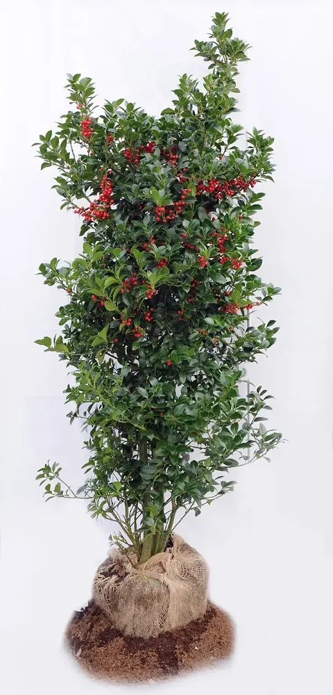 Ostrokrzew (Ilex Heckenpracht) wys. 120-140 cm Ostrokrzew (Ilex Heckenpracht) wys. 120-140 cm