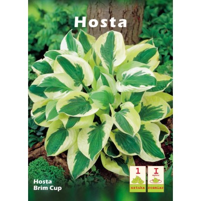 Funkia (Hosta Brim Cup) - 1 szt. Funkia (Hosta Brim Cup) - 1 szt.