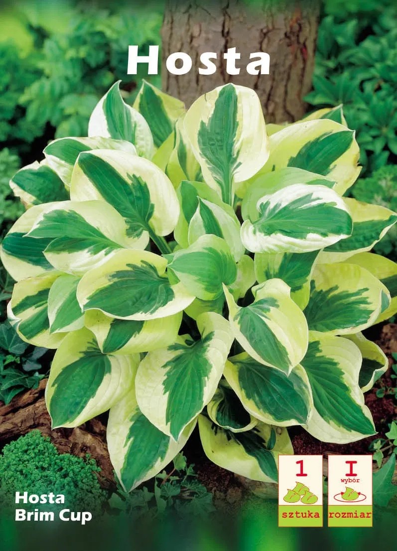 Funkia (Hosta Brim Cup) - 1 szt. Funkia (Hosta Brim Cup) - 1 szt.