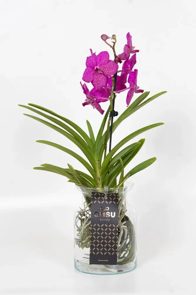 Storczyk Vanda (Orchis) w szkle - wys. 45 cm Storczyk Vanda (Orchis) w szkle - wys. 45 cm