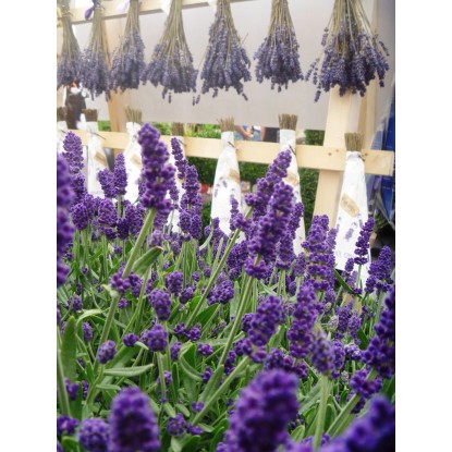 Lawenda wieloletnia Felice (Lavandula) don. 10,5 cm Lawenda wieloletnia Felice (Lavandula) don. 10,5 cm