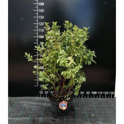 Borówka Amerykańska (Vaccinium corymbosum) - don. 15 l Borówka Amerykańska (Vaccinium corymbosum) - don. 15 l
