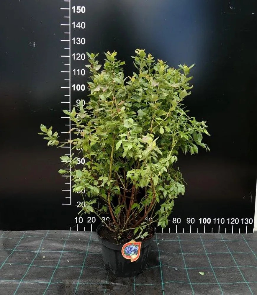 Borówka Amerykańska (Vaccinium corymbosum) - don. 15 l Borówka Amerykańska (Vaccinium corymbosum) - don. 15 l
