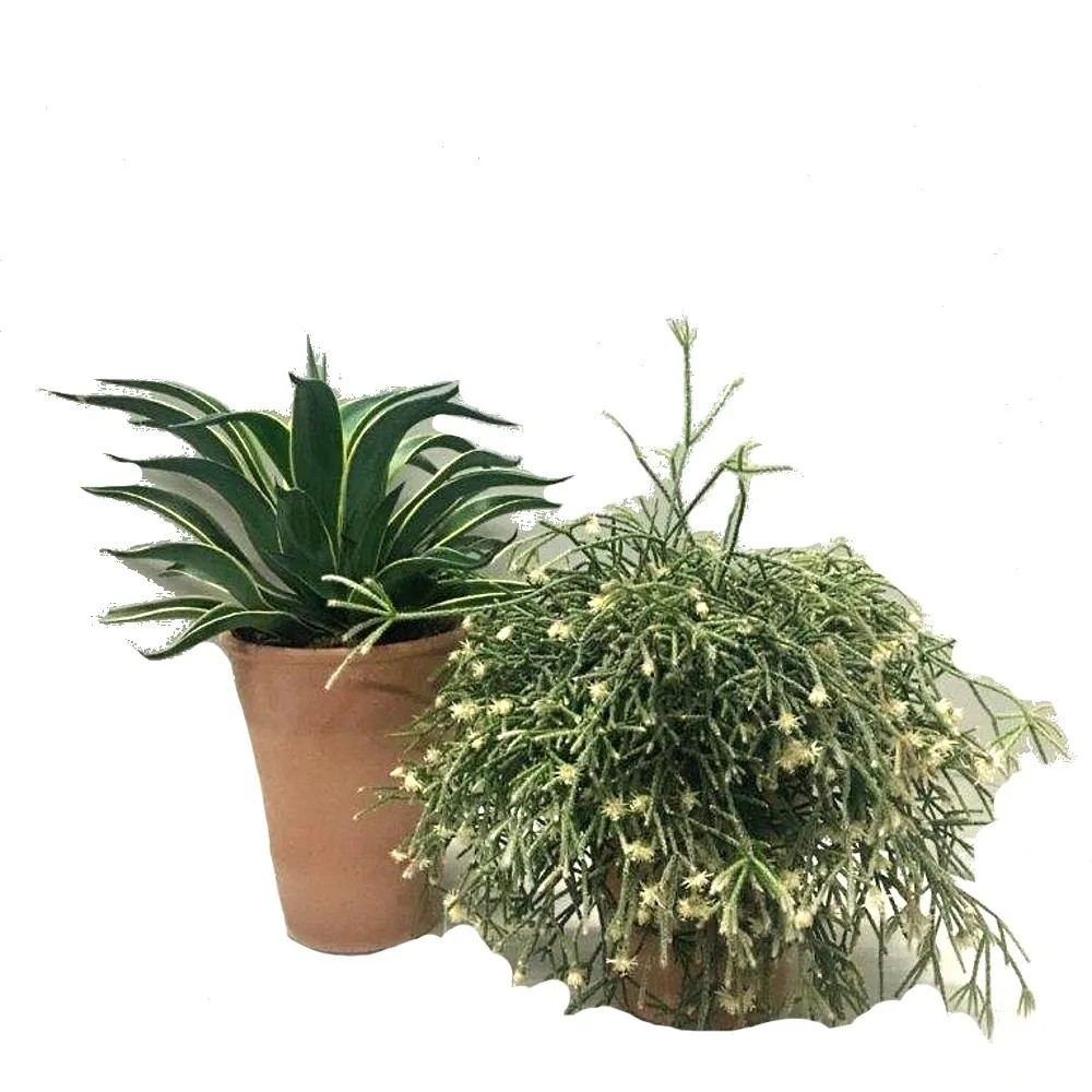 Kompozycja kaktusów i sukulentów Ravenna wys. 55 cm, don. 30 cm Kompozycja kaktusów i sukulentów Ravenna wys. 55 cm, don. 30 cm