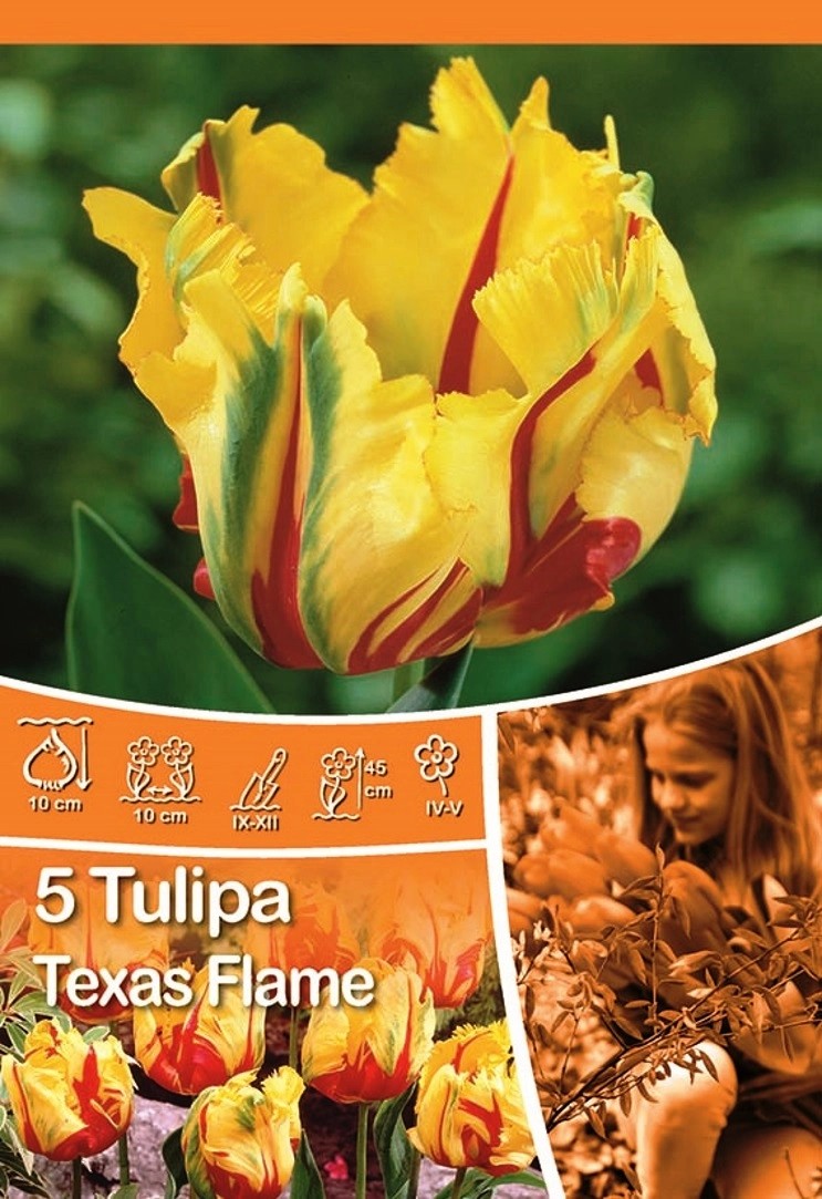 Tulipan Odm Texas Flame Tulipa Sp Kupuj W OBI