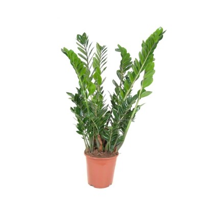 Zamiokulkas zamiolistny (Zamioculcas zamiifolia) - wys. 100 cm, don. 27 cm Zamiokulkas zamiolistny (Zamioculcas zamiifolia) - wys. 100 cm, don. 27 cm