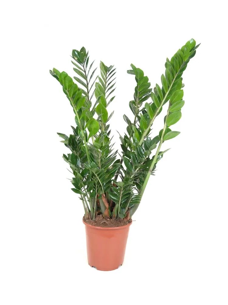 Zamiokulkas zamiolistny (Zamioculcas zamiifolia) - wys. 100 cm, don. 27 cm Zamiokulkas zamiolistny (Zamioculcas zamiifolia) - wys. 100 cm, don. 27 cm