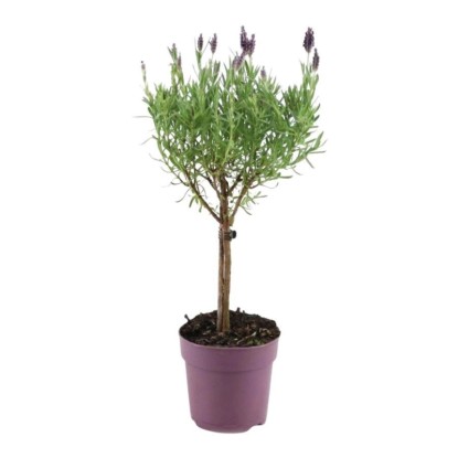 Lawenda francuska Anouk na pniu (Lavandula stoechas Anouk) don. 12 cm Lawenda francuska Anouk na pniu (Lavandula stoechas Anouk) don. 12 cm