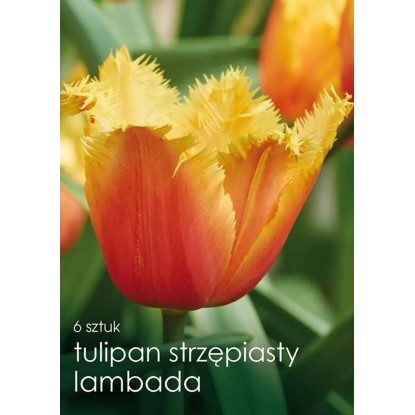 Tulipan odm. Lambada (Tulipa sp.) - 6 szt. Tulipan odm. Lambada (Tulipa sp.) - 6 szt.
