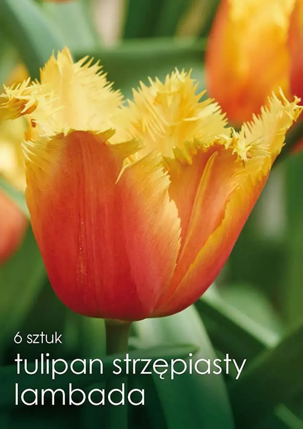 Tulipan odm. Lambada (Tulipa sp.) - 6 szt. Tulipan odm. Lambada (Tulipa sp.) - 6 szt.