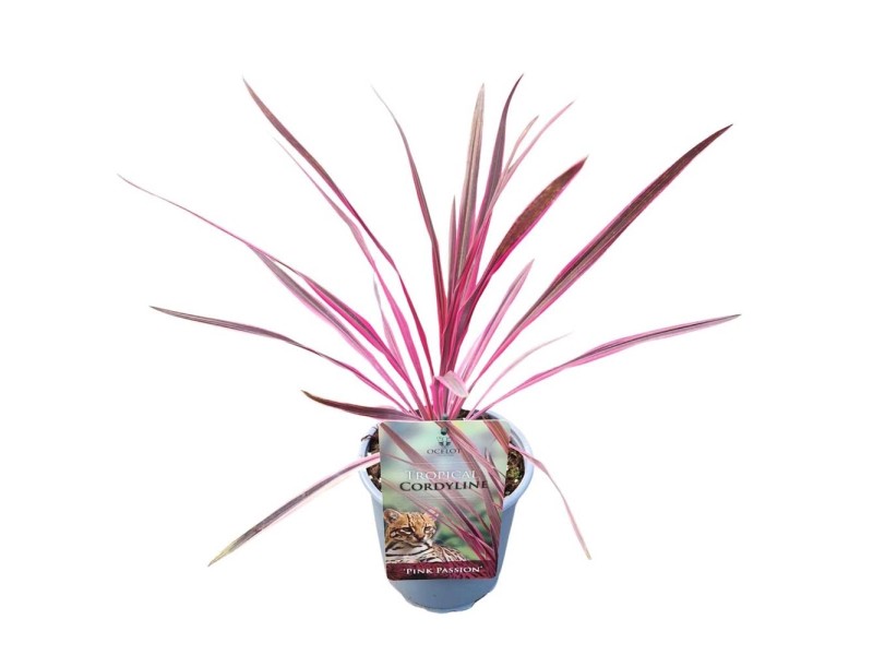 Kordylina Cordyline Pink Passion Don 17 Cm Kupuj W OBI