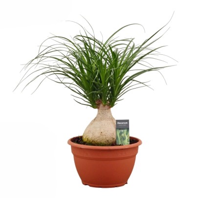 Nolina (Beaucarnea Bol) don. 25 cm Nolina (Beaucarnea Bol) don. 25 cm