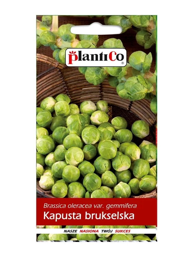 Kapusta brukselska Kapusta brukselska