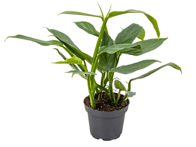 Filodendron Philodendron Grey Don 13 Cm Kupuj W OBI