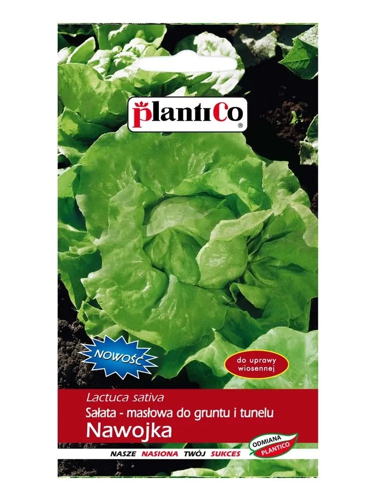 Sałata masłowa Nawojka - 1 g Sałata masłowa Nawojka - 1 g