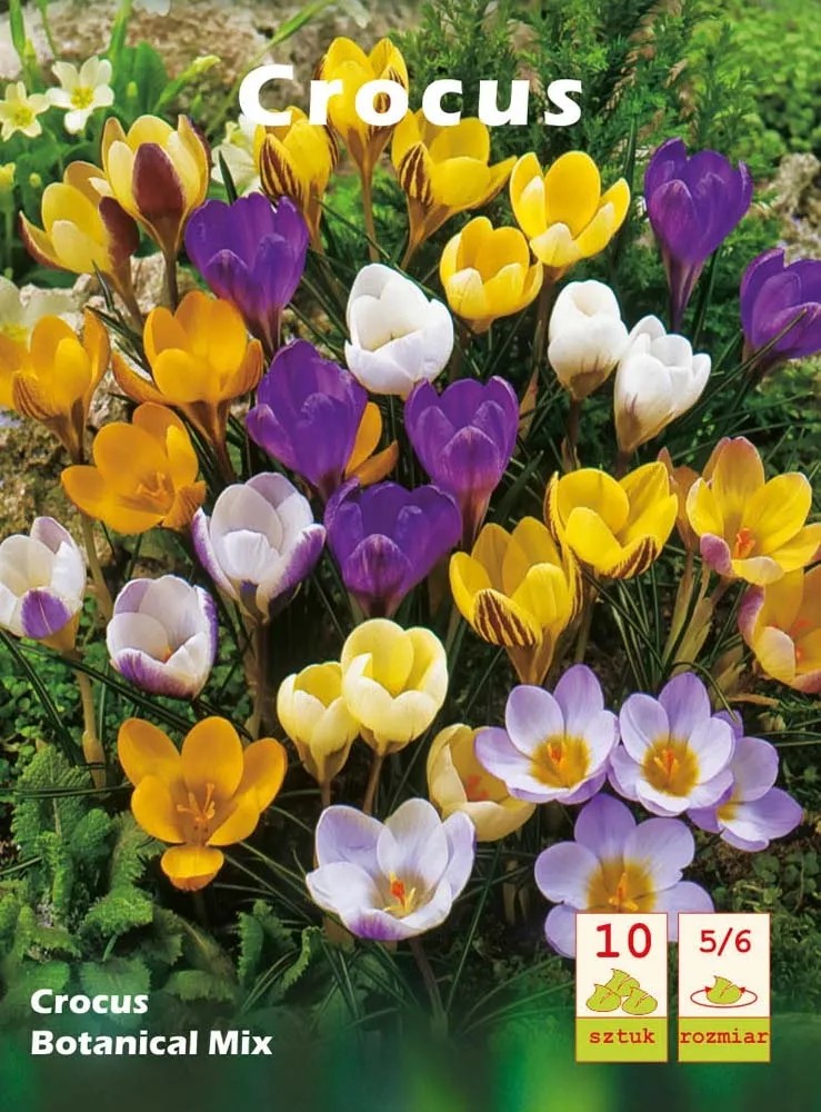 Krokus Crocus Botanical Mix 10szt Krokus Crocus Botanical Mix 10szt