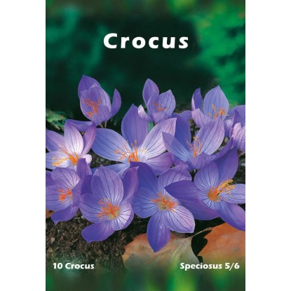 Krokus okazały (Crocus speciosus) Krokus okazały (Crocus speciosus)