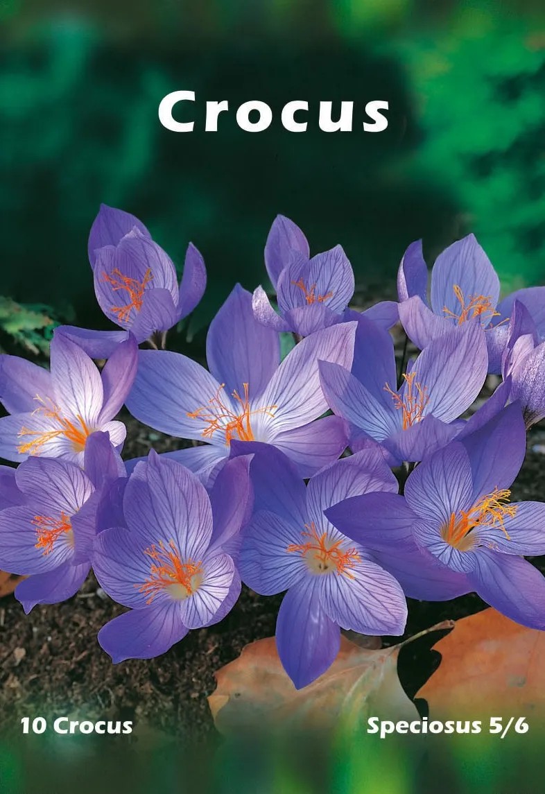 Krokus okazały (Crocus speciosus) Krokus okazały (Crocus speciosus)