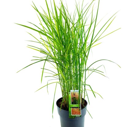 Trawy ogrodowe mix - don. 12 l Trawy ogrodowe mix - don. 12 l