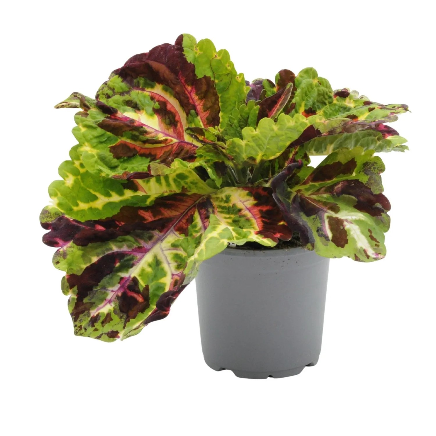Coleus Kong (Plectranthus scutellarioides) don. 13 cm Coleus Kong (Plectranthus scutellarioides) don. 13 cm