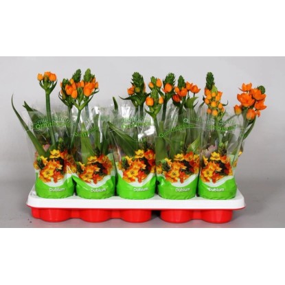 Ornithogalum dubium 1pęd 20cm don. 10,5cm Ornithogalum dubium 1pęd 20cm don. 10,5cm