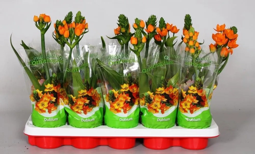 Ornithogalum dubium 1pęd 20cm don. 10,5cm Ornithogalum dubium 1pęd 20cm don. 10,5cm