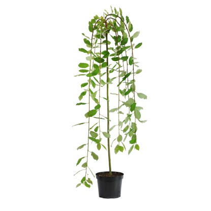 Wierzba iwa odm. Kilmarnock (Salix caprea) - don. 5 l Wierzba iwa odm. Kilmarnock (Salix caprea) - don. 5 l