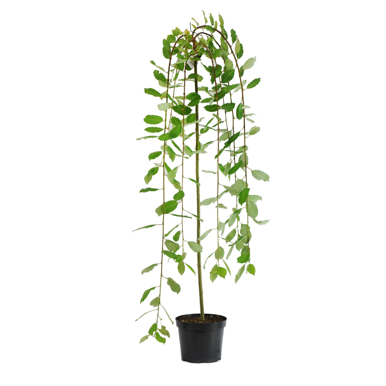 Wierzba iwa odm. Kilmarnock (Salix caprea) - don. 5 l Wierzba iwa odm. Kilmarnock (Salix caprea) - don. 5 l