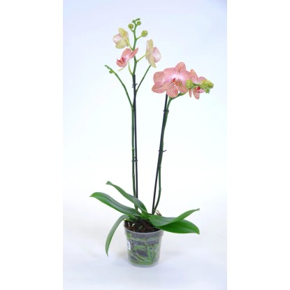 Falenopsis - Ćmówka - Storczyk (Phalaenopsis sp.) 2pędy wys. 60cm don. 12cm Falenopsis - Ćmówka - Storczyk (Phalaenopsis sp.) 2pędy wys. 60cm don. 12cm