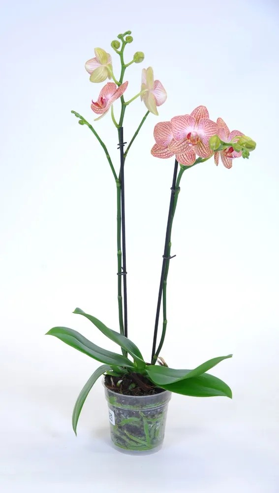 Falenopsis - Ćmówka - Storczyk (Phalaenopsis sp.) 2pędy wys. 60cm don. 12cm Falenopsis - Ćmówka - Storczyk (Phalaenopsis sp.) 2pędy wys. 60cm don. 12cm