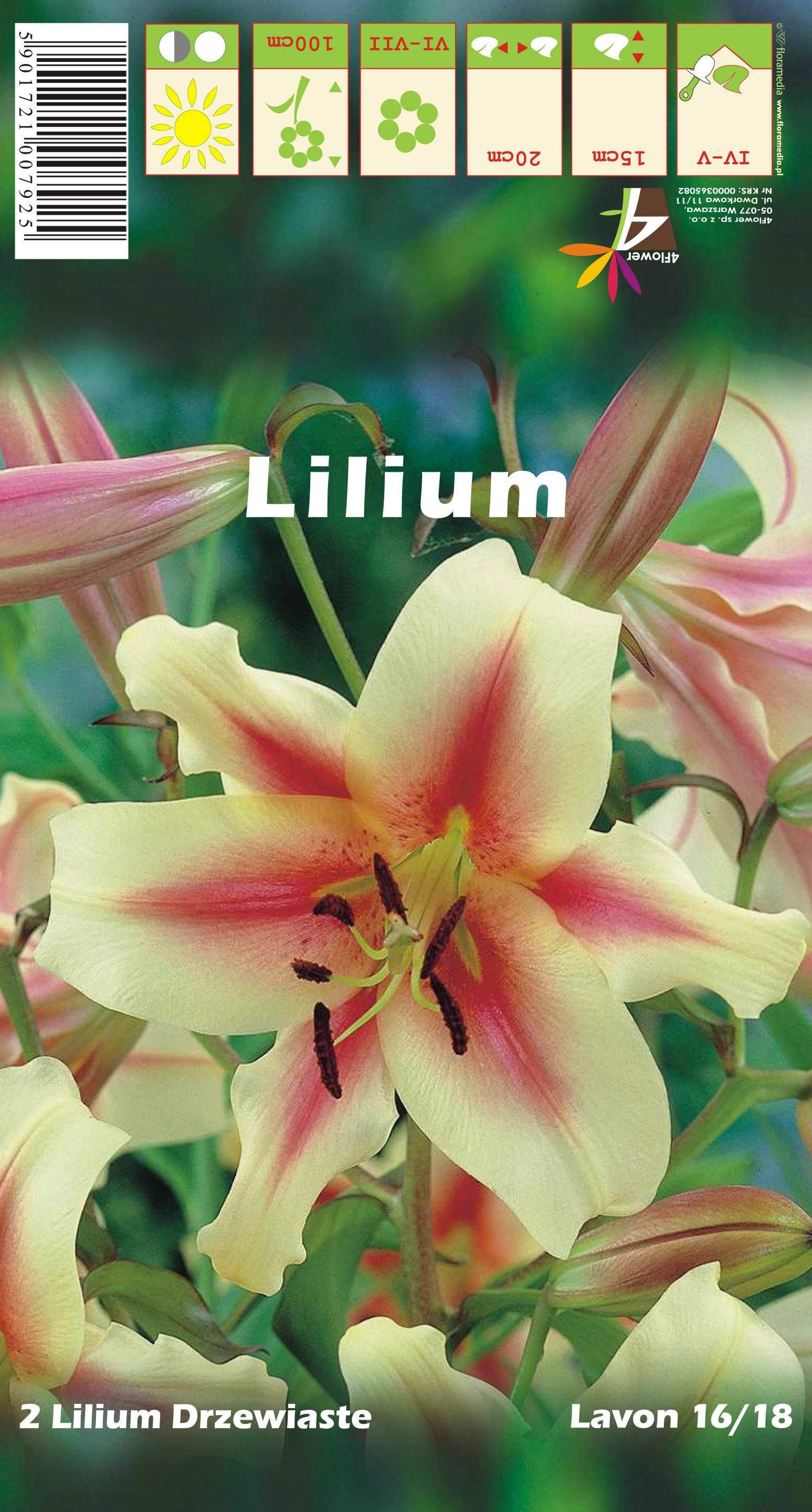 Lilia Drzewiasta Odm Lavon Lilium Sp Kupuj W Obi