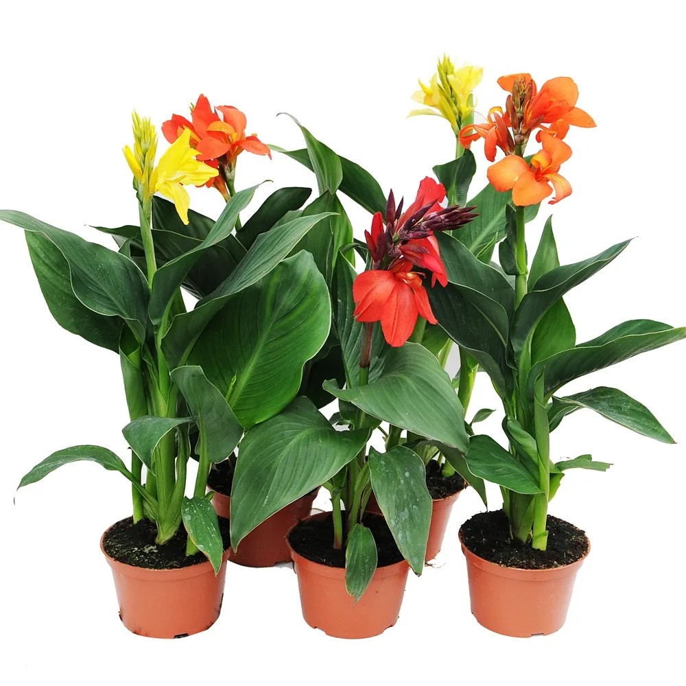 Canna mix kolorów wys. 30-40cm don.14cm Canna mix kolorów wys. 30-40cm don.14cm