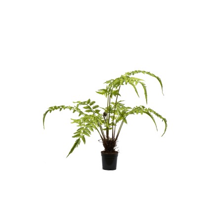 Paproć w doniczce wys. 90 cm Paproć w doniczce wys. 90 cm