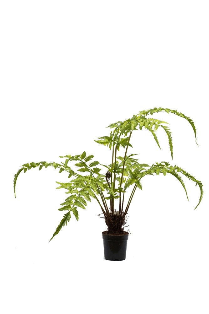 Paproć w doniczce wys. 90 cm Paproć w doniczce wys. 90 cm