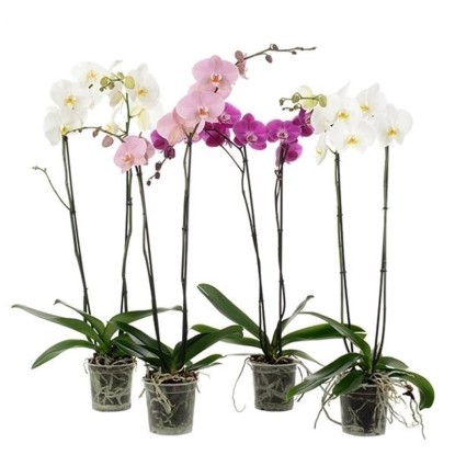 Falenopsis - Ćmówka - Storczyk (Phalaenopsis sp.) grandiflora 2 pędy 80-100cm d Falenopsis - Ćmówka - Storczyk (Phalaenopsis sp.) grandiflora 2 pędy 80-100cm d