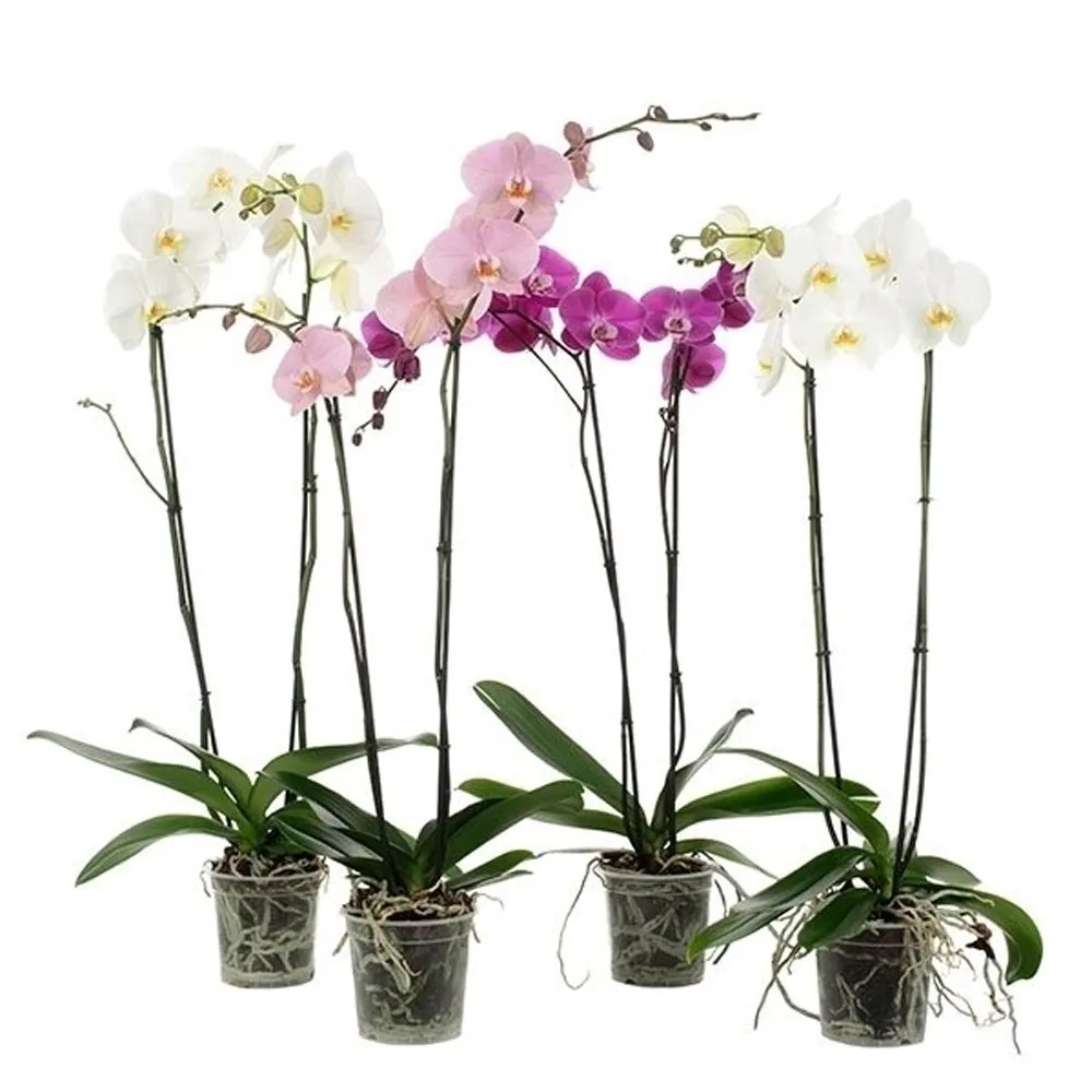 Falenopsis - Ćmówka - Storczyk (Phalaenopsis sp.) grandiflora 2 pędy 80-100cm d Falenopsis - Ćmówka - Storczyk (Phalaenopsis sp.) grandiflora 2 pędy 80-100cm d